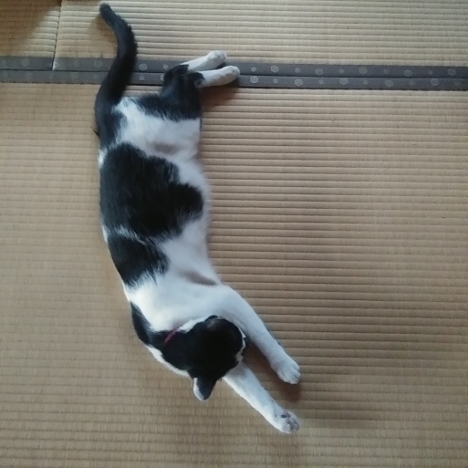 行き倒れっ 柴わんことにゃん太郎 行き倒れっ 柴わんことにゃん太郎