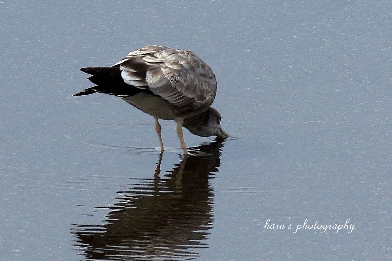 水を飲む海鳥_f0297537_16374662.jpg