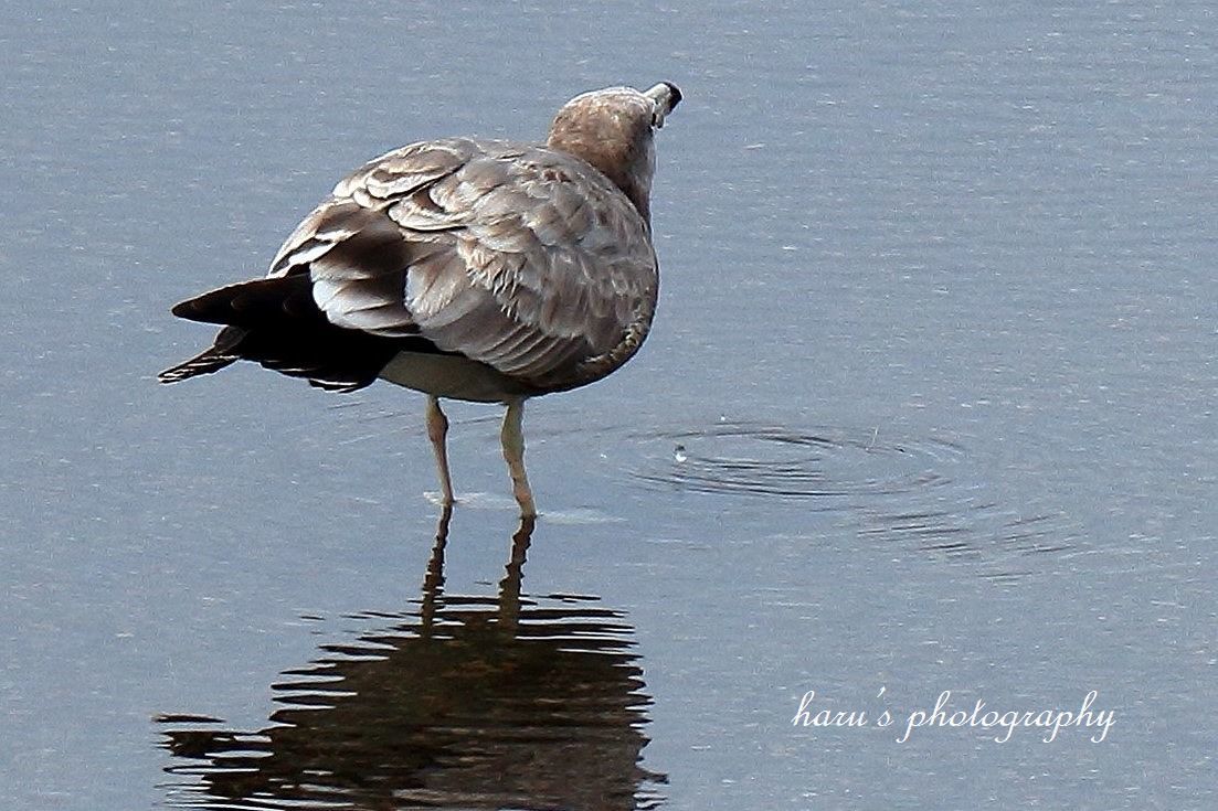 水を飲む海鳥_f0297537_16374958.jpg