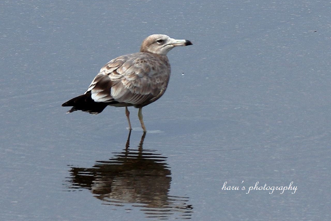 水を飲む海鳥_f0297537_16375329.jpg