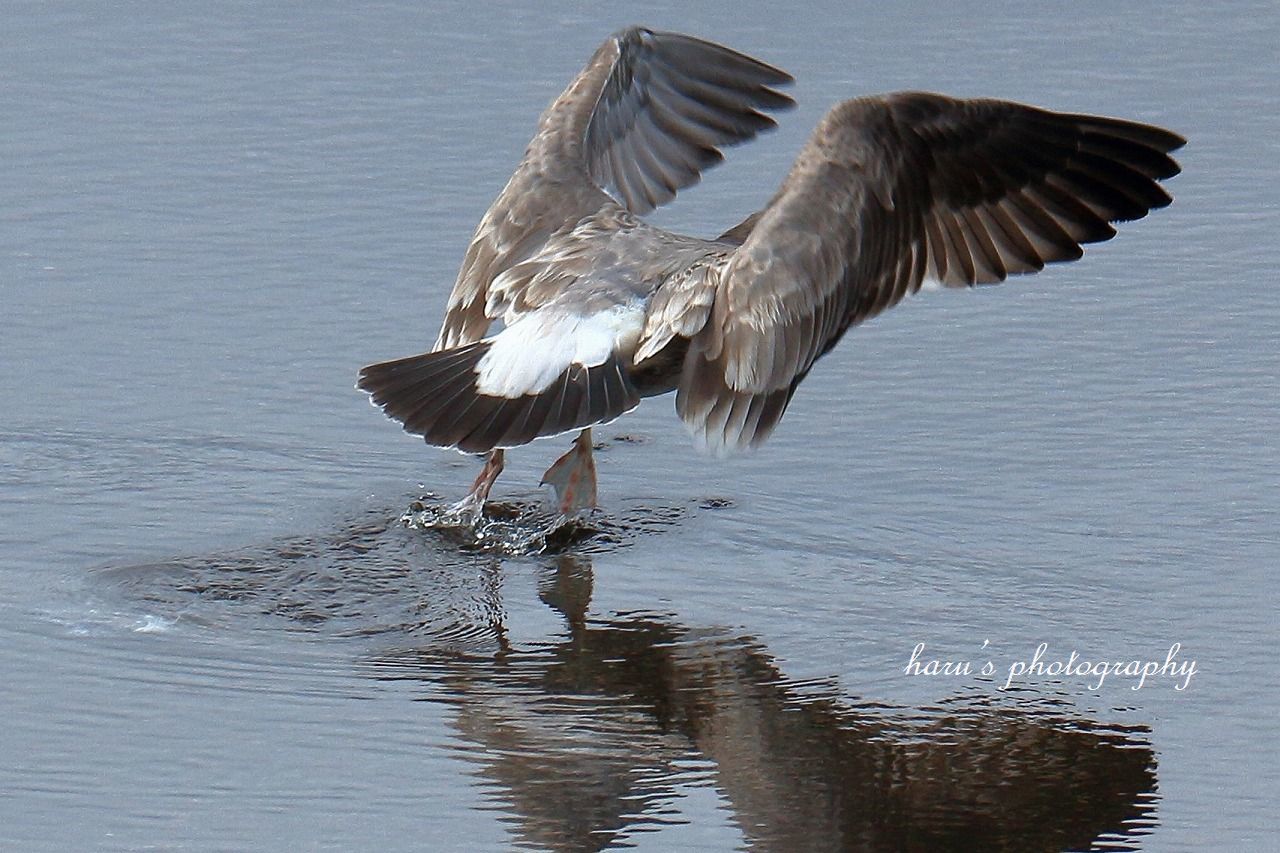水を飲む海鳥_f0297537_16375640.jpg