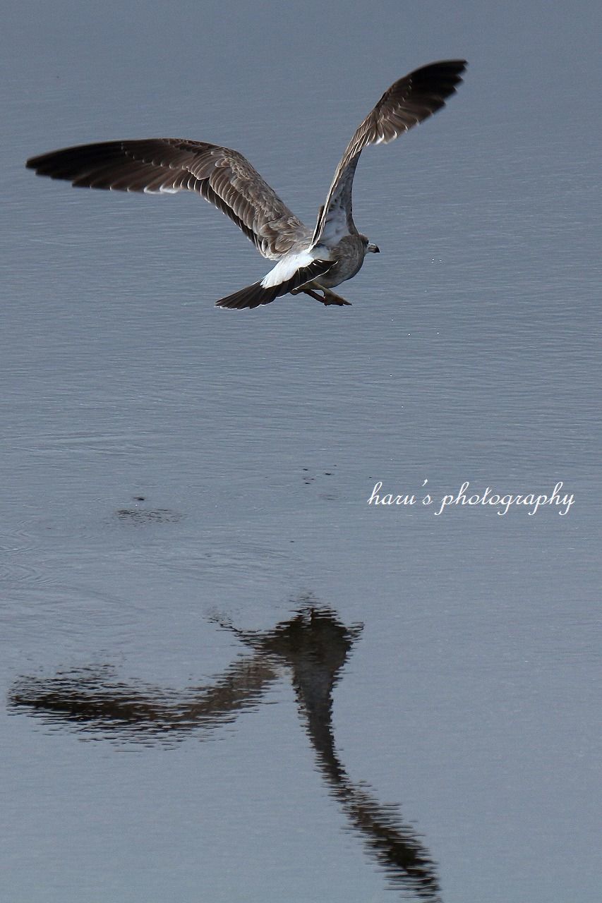 水を飲む海鳥_f0297537_16380068.jpg