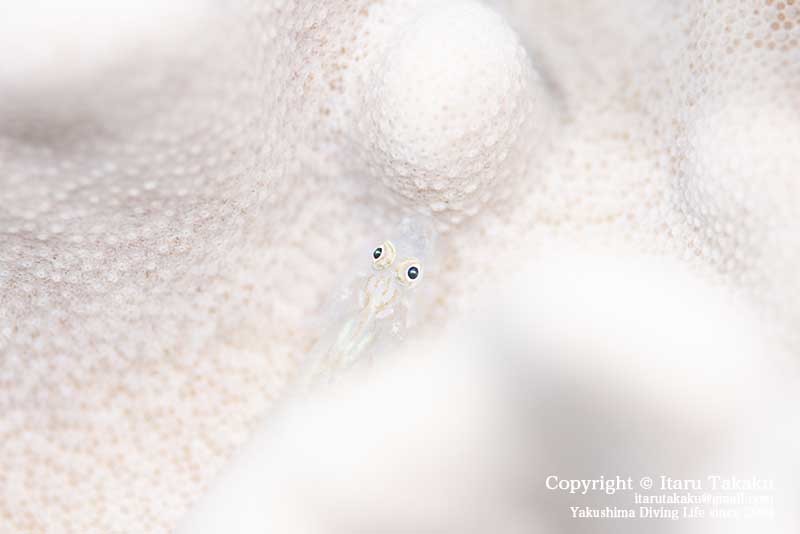 コウノトリと秋の海_b0186442_17542351.jpg