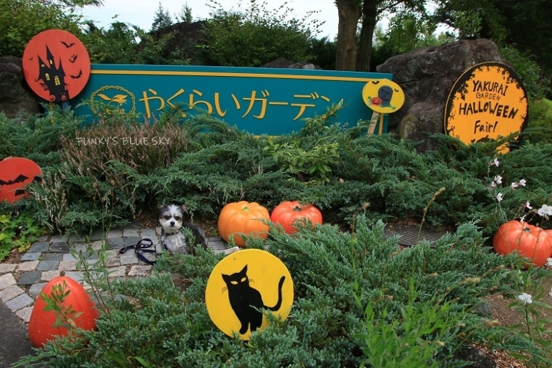 c0145250_15242884.jpg