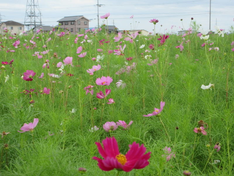 野田のコスモス園_d0154954_08213749.jpg