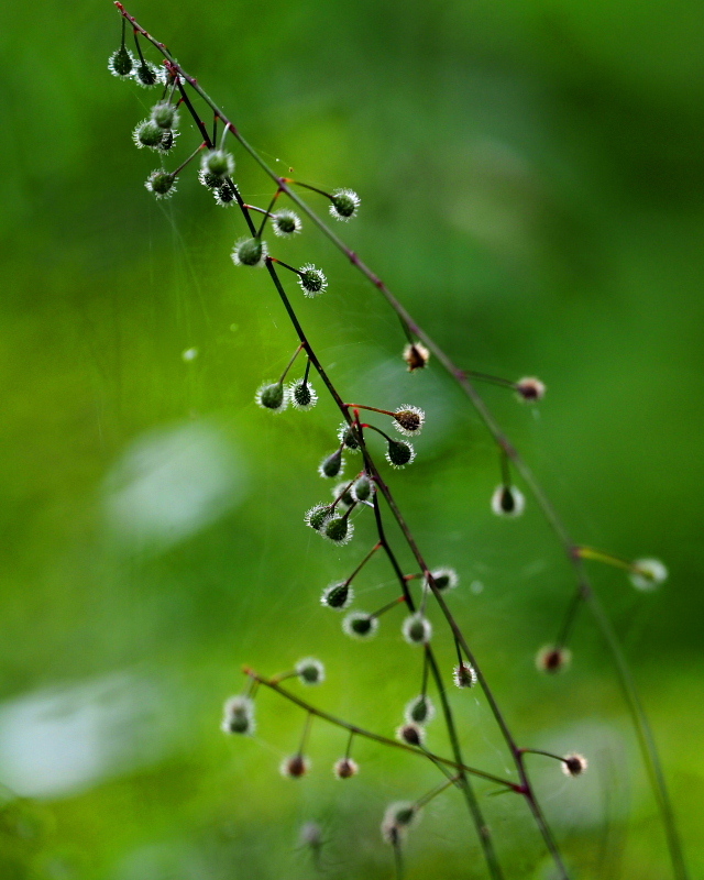 雨の榛名湖畔で 秋物_c0305565_17325646.jpg