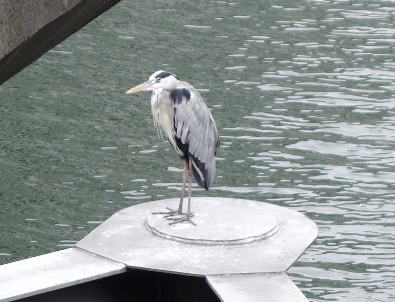 サギ_b0057679_09155443.jpg