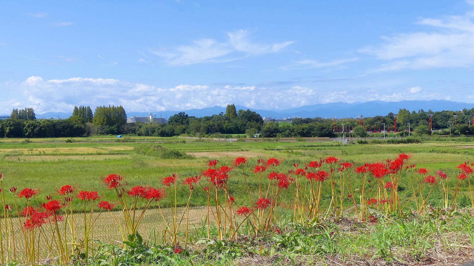 今はもう秋... 【 2019 9/25(水) 】_a0185081_15291135.jpg