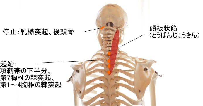 腰と首を据える らくらく太極拳