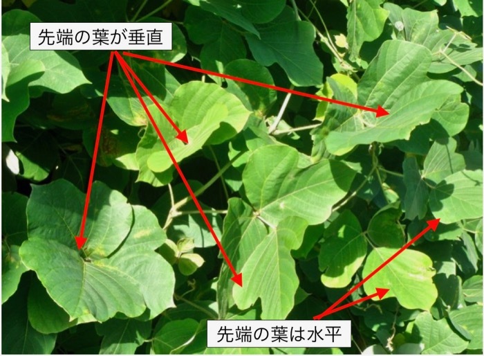 クズの葉の調位運動を見ました 楽餓鬼