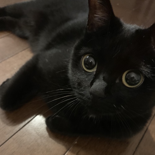 おやすみ_e0358096_18442448.jpeg