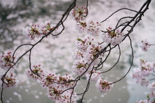 大岡川の桜＊２０１９_e0205297_23012975.jpg