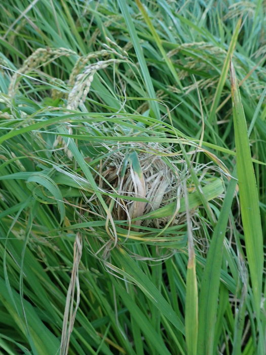 カヤネズミの巣_c0116915_00562448.jpg