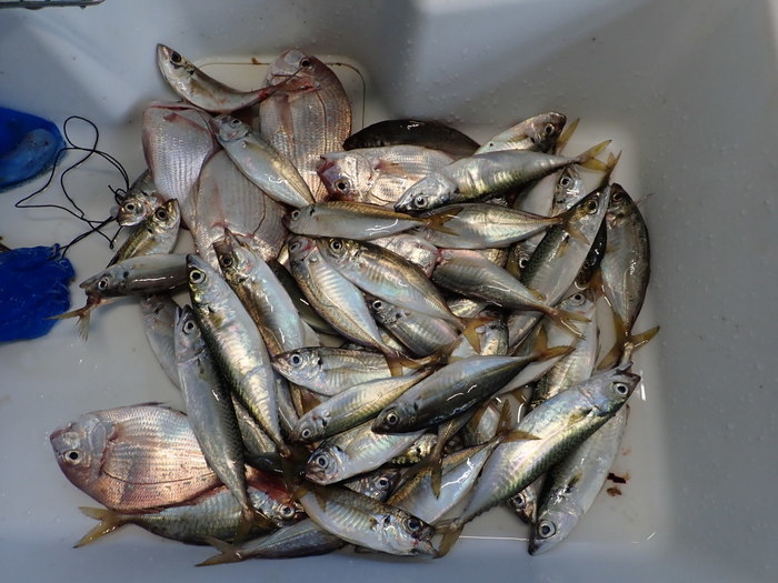 夫の釣果とその後(今回は大物も)_c0116915_01085284.jpg