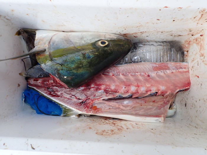 夫の釣果とその後(今回は大物も)_c0116915_01093643.jpg