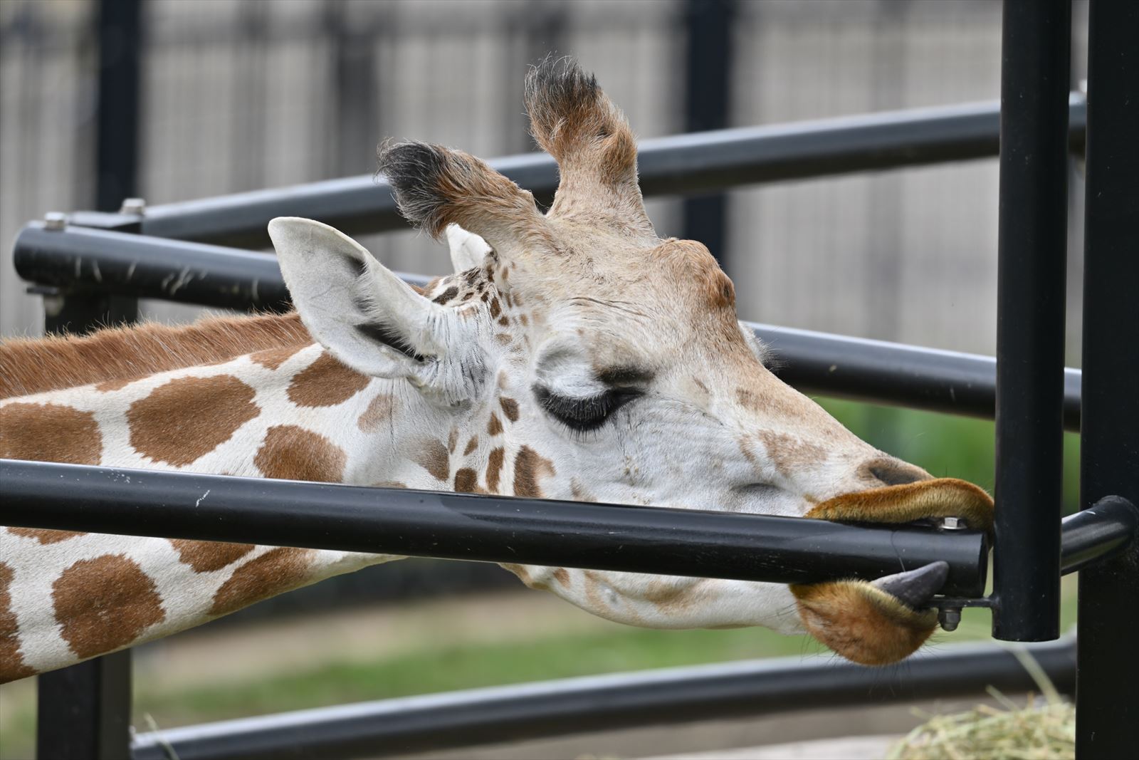 旭山動物園 キリン死ぬ やぁやぁ