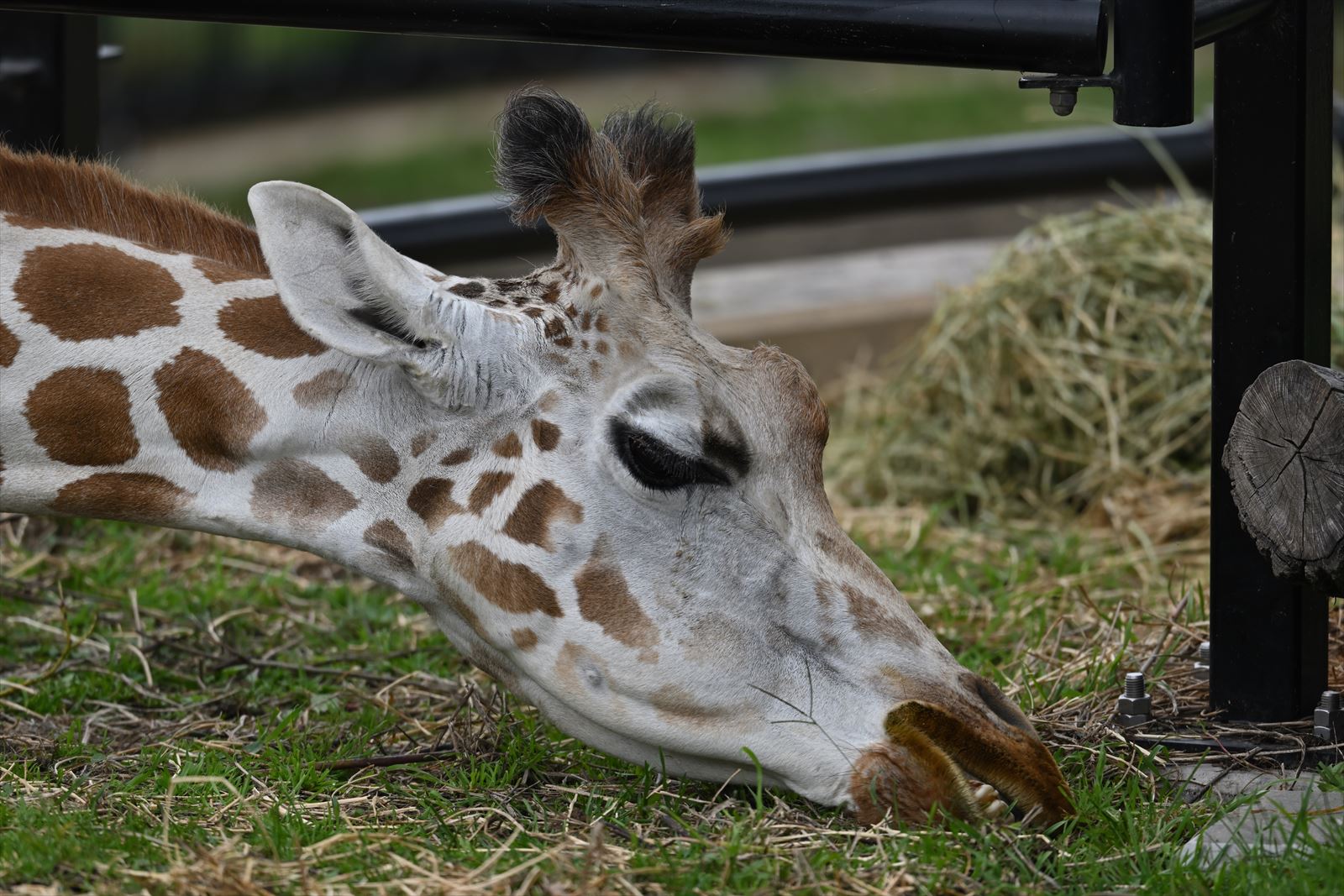 旭山動物園 キリン死ぬ やぁやぁ