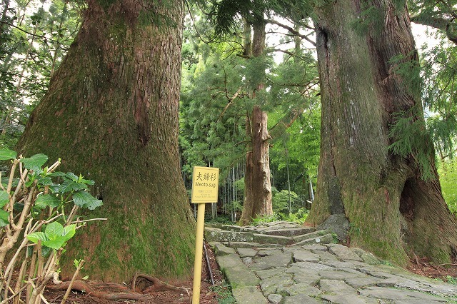 世界遺産 熊野古道大門坂を散策(撮影:9月3日)_e0321325_19120425.jpg