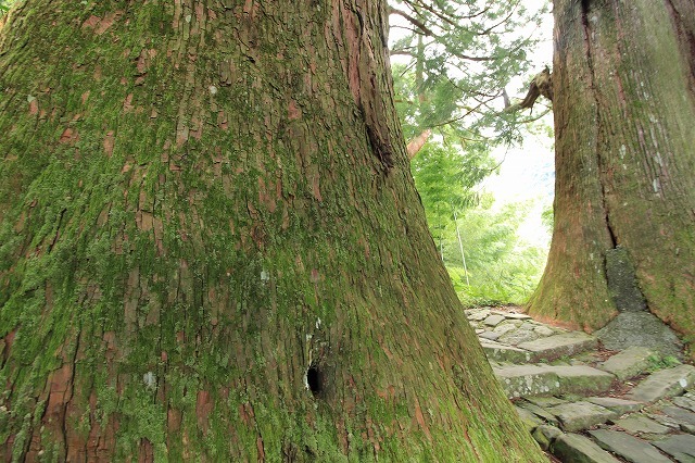 世界遺産 熊野古道大門坂を散策(撮影:9月3日)_e0321325_19122238.jpg