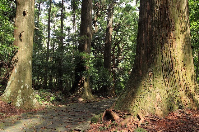 世界遺産 熊野古道大門坂を散策(撮影:9月3日)_e0321325_19191655.jpg