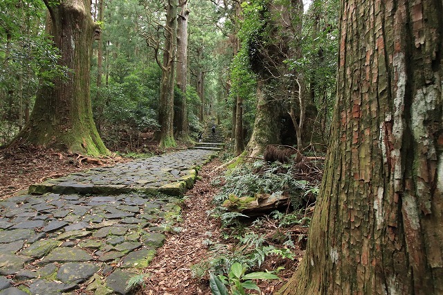 世界遺産 熊野古道大門坂を散策(撮影:9月3日)_e0321325_19193047.jpg