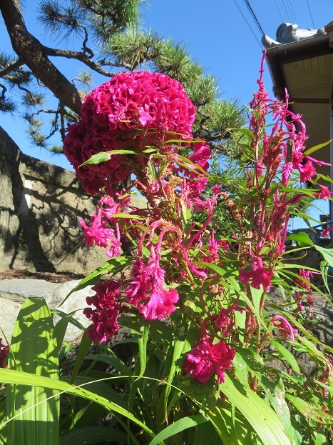 庭の鶏頭草_b0089338_21251570.jpg