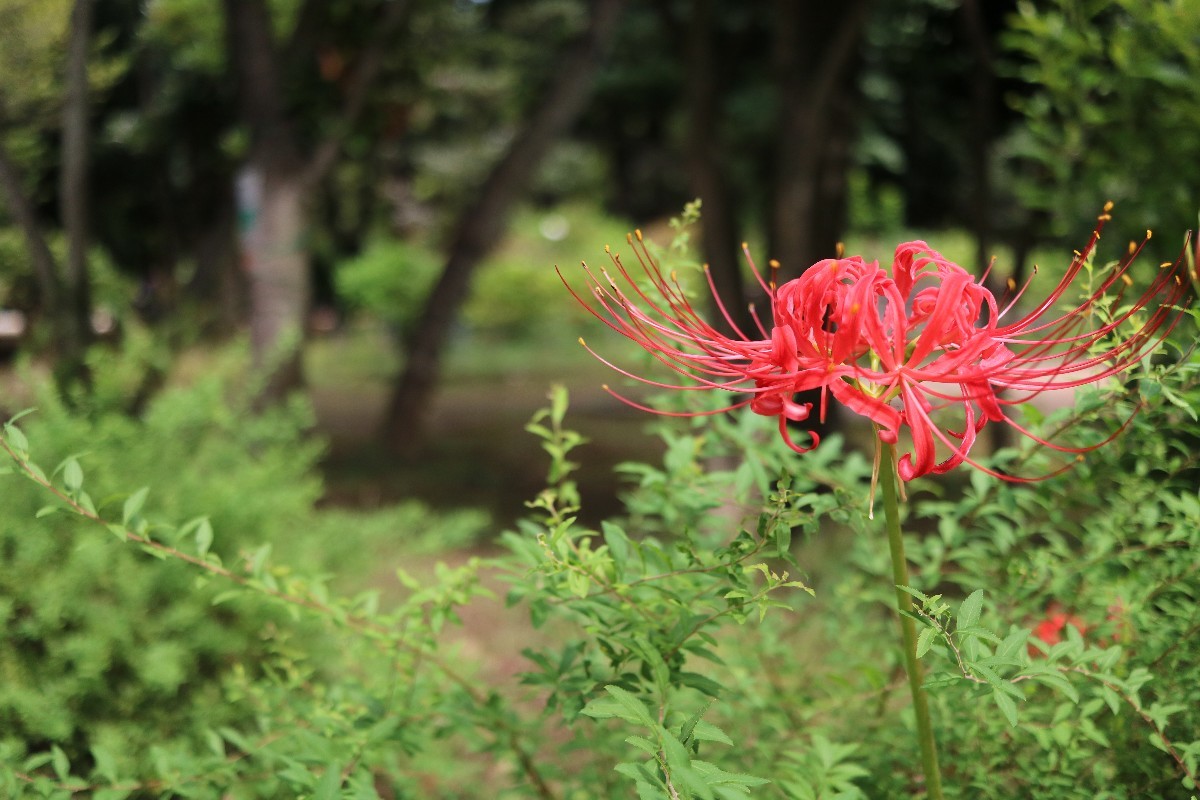 別所沼公園の彼岸花_e0415943_00552858.jpg