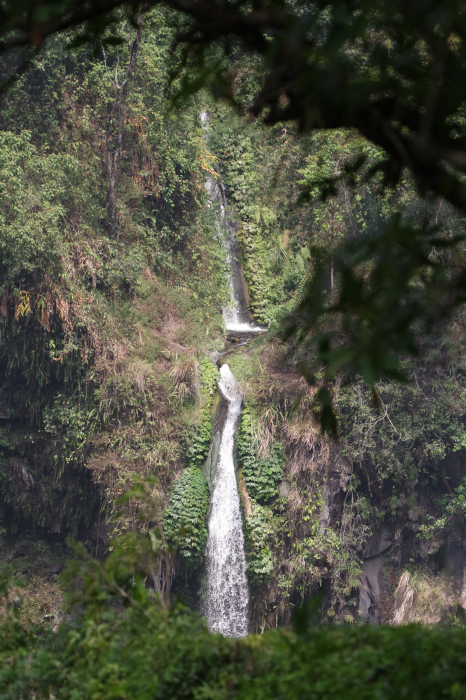 ジャワ島東部探鳥記vol.1旅程・植物編_b0144049_20150561.jpg