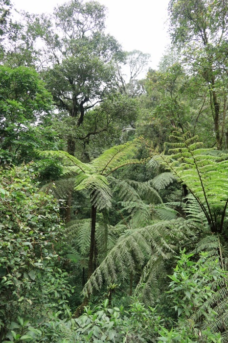 ジャワ島東部探鳥記vol.1旅程・植物編_b0144049_21501454.jpg