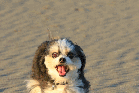 c0145250_10153695.gif