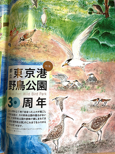 「野鳥」9.10月合併号、イラストご掲載_e0026053_14323870.jpg