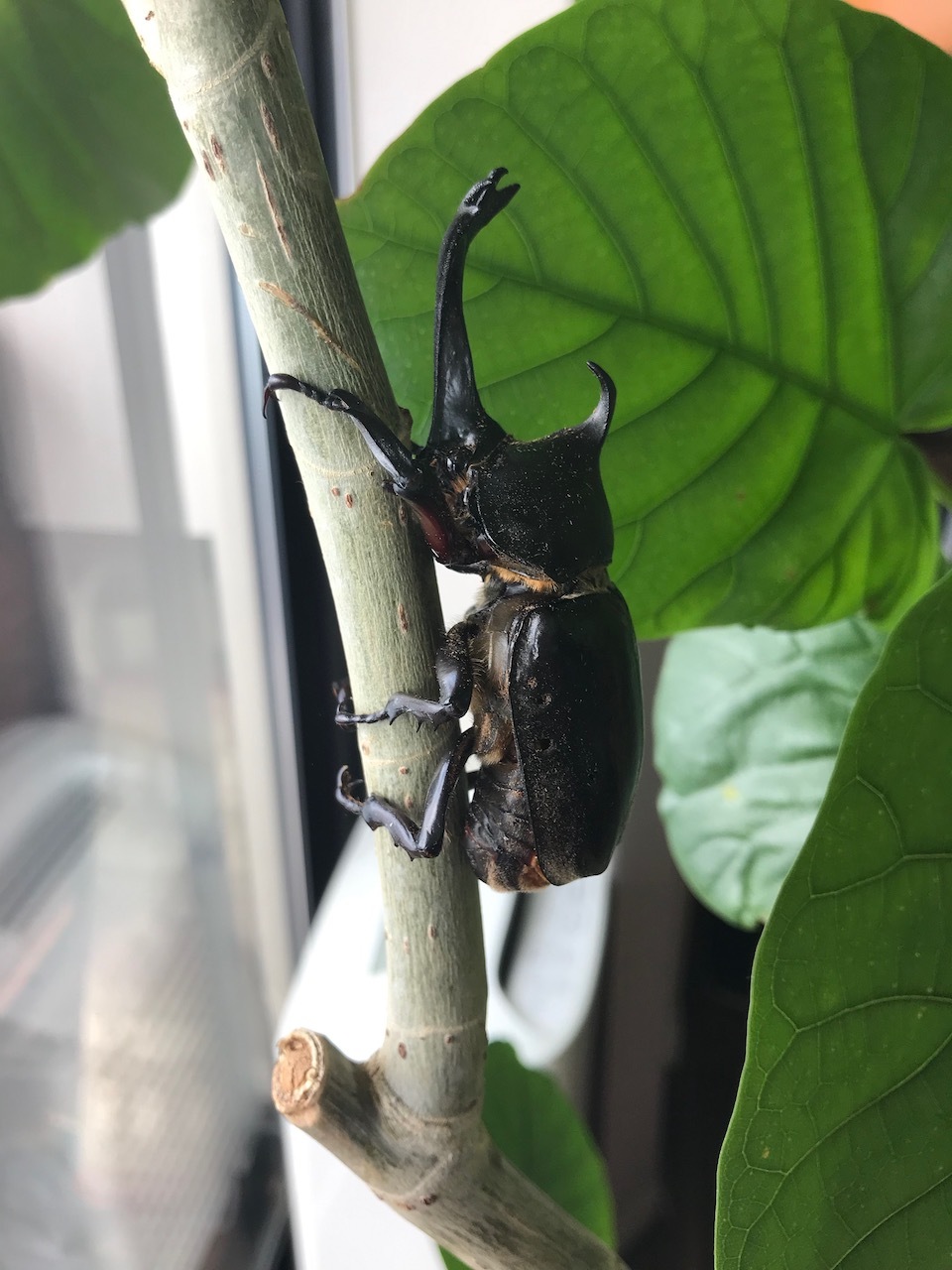 カブトムシブリーダーになります ヤマザキマリ Sequere Naturam Mari Yamazaki S Blog カブトムシブリーダーになります ヤマザキマリ Sequere Naturam Mari Yamazaki S Blog