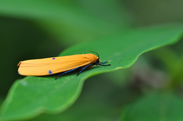 ビジュアル系 La Nature ビジュアル系 La Nature