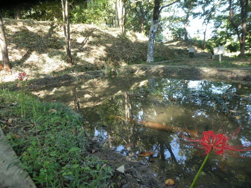栗拾いとハンノキ林の草刈り・・・うみべの森_c0108460_15313256.jpg