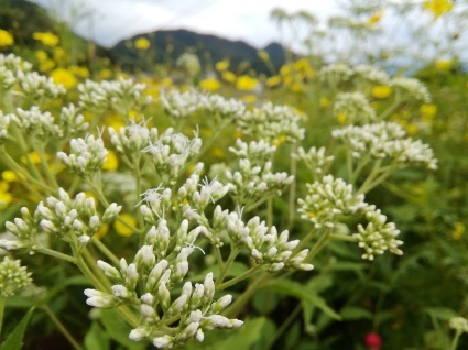 蝶をよぶ花…_b0368362_21014629.jpg