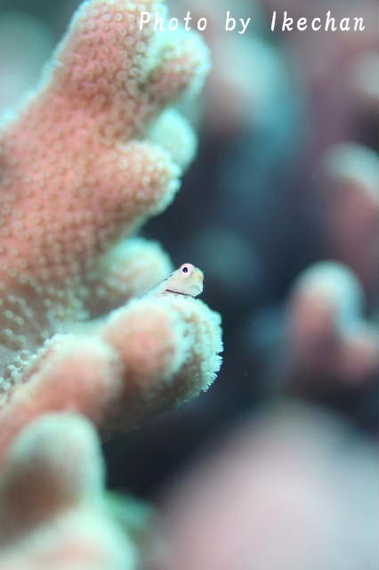 もこもこ感 ~イシガキカエルウオ幼魚~_a0155467_14391228.jpg