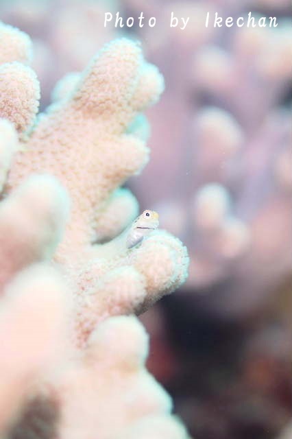 もこもこ感 ~イシガキカエルウオ幼魚~_a0155467_14431368.jpg