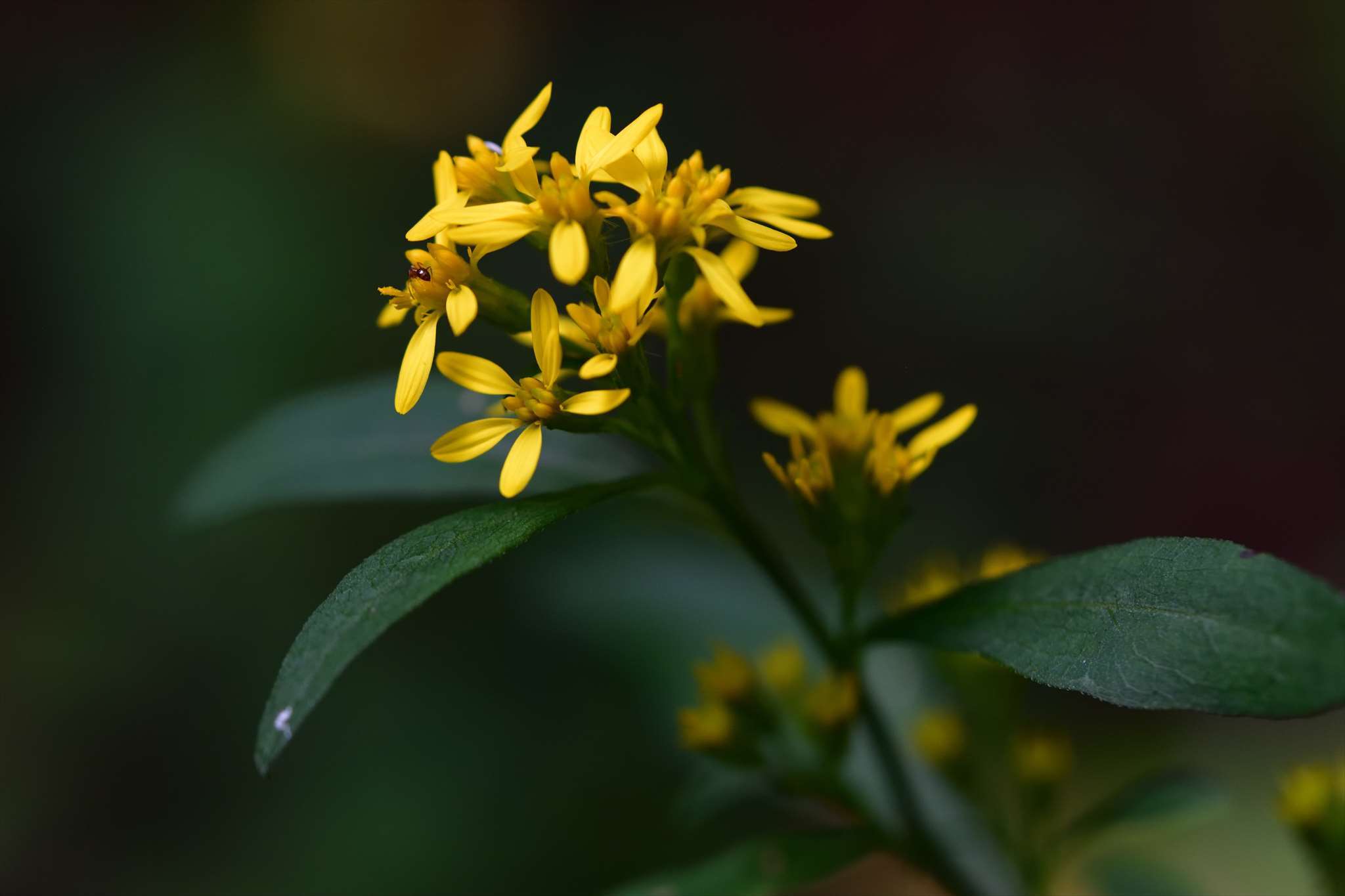 アキノキリンソウ 野の花山の花ウォッチング In 奥多摩