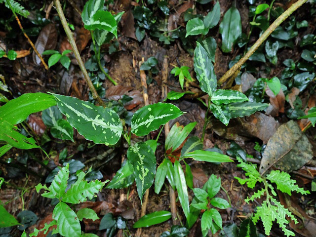 アグラオネマピクタム さんぷーる Aglaonema pictum Aglaonema pictum GW1502 type8 