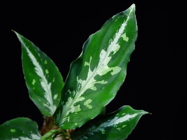 Aglaonema pictum