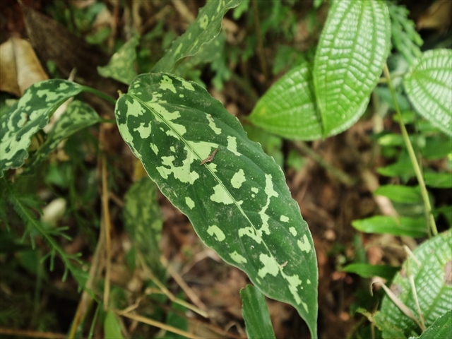 Aglaonema pictum\"Garencieres\"BNN from Sibolga timur【AZ0616-2j】No2_a0067578_19470048.jpg