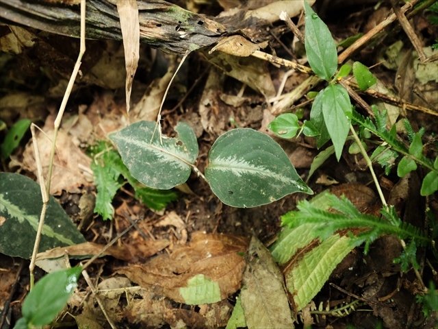 Aglaonema pictum\"Garencieres\"BNN from Sibolga timur【AZ0616-2j】No2_a0067578_19471060.jpg
