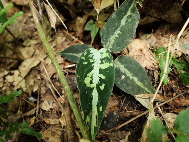 Aglaonema pictum\"Garencieres\"BNN from Sibolga timur【AZ0616-2j】No2_a0067578_19472319.jpg