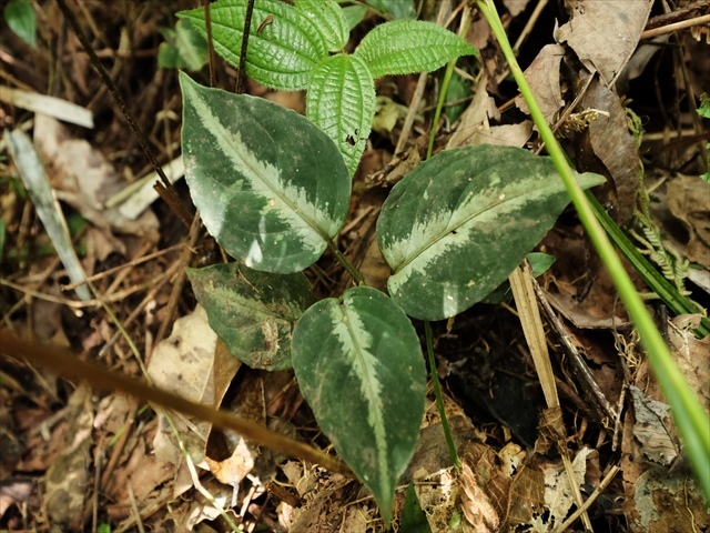 Aglaonema pictum\"Garencieres\"BNN from Sibolga timur【AZ0616-2j】No2_a0067578_19473543.jpg