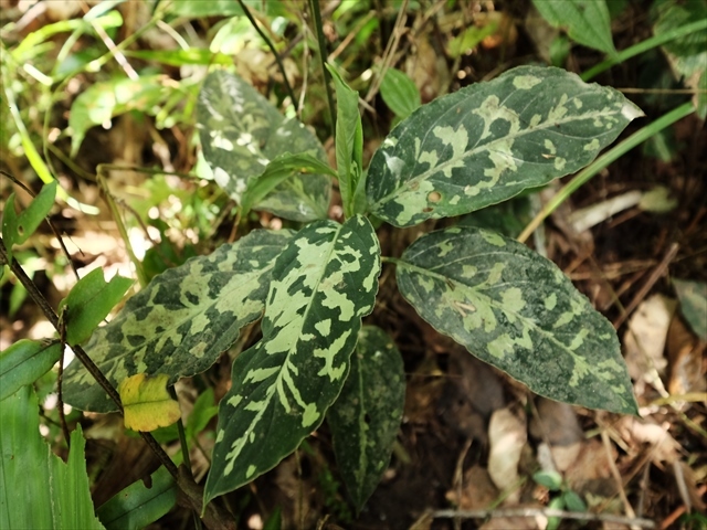 Aglaonema pictum\"Garencieres\"BNN from Sibolga timur【AZ0616-2j】No2_a0067578_19481349.jpg