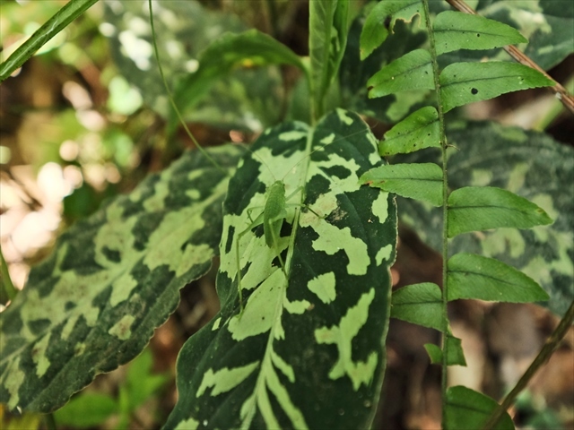 Aglaonema pictum\"Garencieres\"BNN from Sibolga timur【AZ0616-2j】No2_a0067578_19482688.jpg