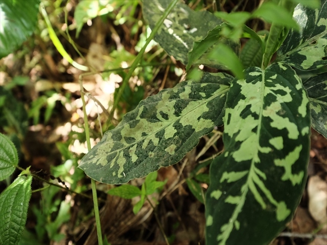 Aglaonema pictum\"Garencieres\"BNN from Sibolga timur【AZ0616-2j】No2_a0067578_19483934.jpg