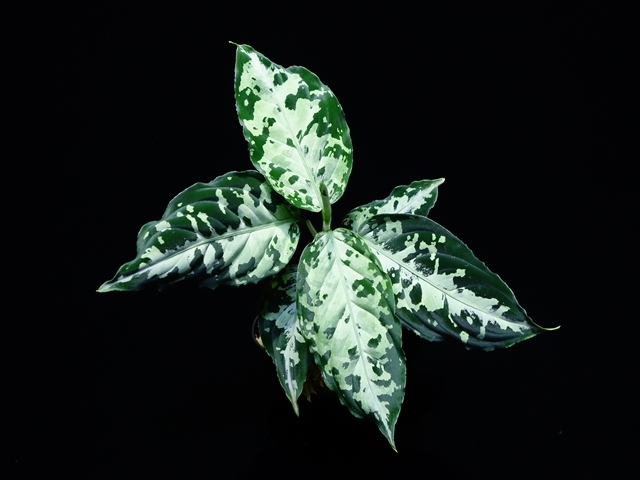 Aglaonema pictum\"Garencieres\"BNN from Sibolga timur【AZ0616-2j】No2_a0067578_19504298.jpg