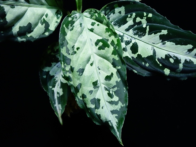 Aglaonema pictum\"Garencieres\"BNN from Sibolga timur【AZ0616-2j】No2_a0067578_19504804.jpg