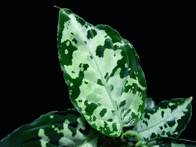 Aglaonema pictum\"Garencieres\"BNN from Sibolga timur【AZ0616-2j】No2_a0067578_19505374.jpg